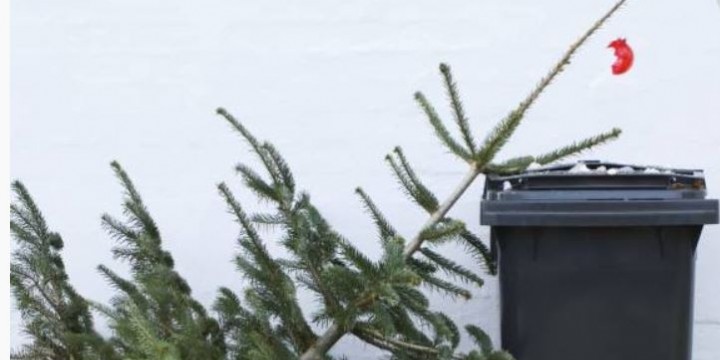 Collecte des Sapins de Noël